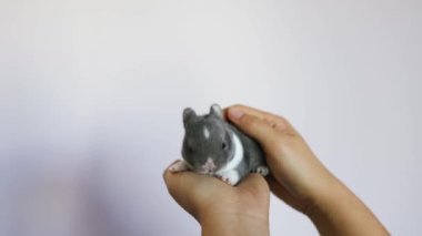 Yeni doğmuş bebek Holland Lop Bunny kadın ellerinde. Sevgi ve şefkatle küçük bir tavşanı elinde tutan bir kadın. İnsanlar evcil hayvanlara bakar. Yeni yaşam hayvan konsepti.