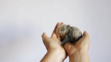 Yeni doğmuş bebek Holland Lop Bunny kadın ellerinde. Sevgi ve şefkatle küçük bir tavşanı elinde tutan bir kadın. İnsanlar evcil hayvanlara bakar. Yeni yaşam hayvan konsepti.