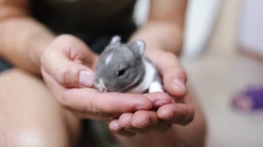 Yeni doğmuş bebek Holland Lop Bunny kadın ellerinde. Sevgi ve şefkatle küçük bir tavşanı elinde tutan bir kadın. İnsanlar evcil hayvanlara bakar. Yeni yaşam hayvan konsepti.