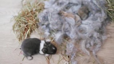 Yeni doğmuş tüylü bebek tavşanlar. Çok genç bir tavşancık dinlenirken hareket eder ve birlikte uyur rahatlar ve ısınırlar..