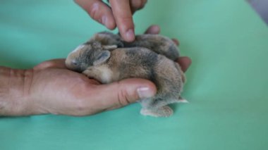 Yeni doğmuş bebek Holland Lop Bunny kadın ellerinde. Sevgi ve şefkatle küçük bir tavşanı elinde tutan bir kadın. İnsanlar evcil hayvanlara bakar. Yeni yaşam hayvan konsepti.