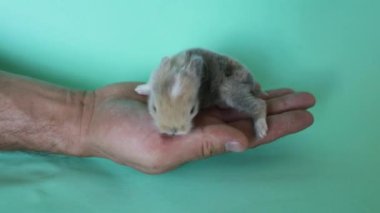 Yeni doğmuş bebek Holland Lop Bunny kadın ellerinde. Sevgi ve şefkatle küçük bir tavşanı elinde tutan bir kadın. İnsanlar evcil hayvanlara bakar. Yeni yaşam hayvan konsepti.