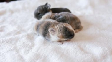 Beyaz kumaş üzerinde yeni doğmuş tavşan. Çok genç bir tavşancık dinlenirken hareket eder ve birlikte uyur rahatlar ve ısınırlar..