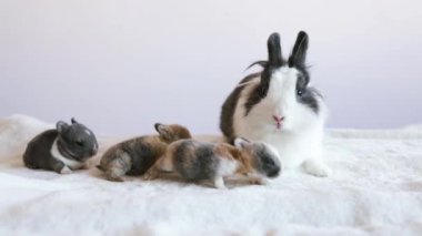 Tavşan Yavrusu Besleme Sütü, Tavşan Kediyle Oynuyor, Şirin Kedi Yavrusu, Tavşan Amerikan Hollandası. Doe Tavşan Besleme Kedisi, Beyaz Tavşan Oyuncak. Yeni Doğan Bebekler.