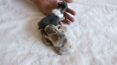 Yeni doğmuş bebek Holland Lop Bunny kadın ellerinde. Sevgi ve şefkatle küçük bir tavşanı elinde tutan bir kadın. İnsanlar evcil hayvanlara bakar. Yeni yaşam hayvan konsepti.