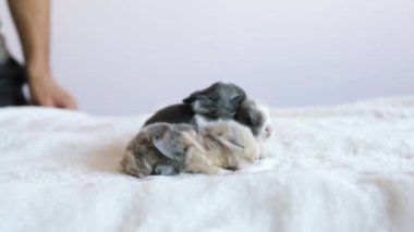 Beyaz kumaş üzerinde yeni doğmuş tavşan. Çok genç bir tavşancık dinlenirken hareket eder ve birlikte uyur rahatlar ve ısınırlar..