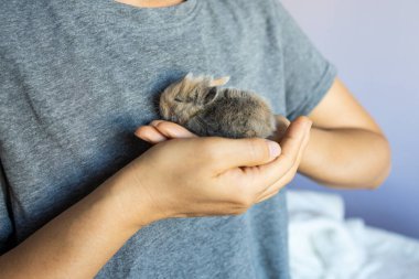 Yeni doğmuş bebek Holland Lop Bunny kadın ellerinde. Sevgi ve şefkatle küçük bir tavşanı elinde tutan bir kadın. İnsanlar evcil hayvanlara bakar. Hayvanın yeni hayatı.