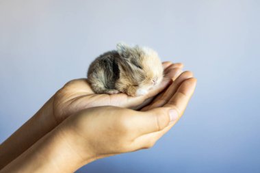 Yeni doğmuş bebek Holland Lop Bunny kadın ellerinde. Sevgi ve şefkatle küçük bir tavşanı elinde tutan bir kadın. İnsanlar evcil hayvanlara bakar. Hayvanın yeni hayatı.