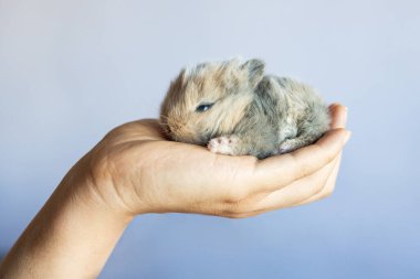 Yeni doğmuş bebek Holland Lop Bunny kadın ellerinde. Sevgi ve şefkatle küçük bir tavşanı elinde tutan bir kadın. İnsanlar evcil hayvanlara bakar. Hayvanın yeni hayatı.