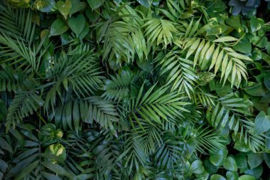 Yeşil yapraklardan oluşan bir grubun yakın çekimi, dokulu ve soyut bir arka plan sağlıyor. Zengin yeşillik dokuları, egzotik yeşillik ve botanik desenler.
