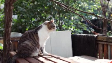 Yard 'ın dışındaki kırsal alanda yaşayan evcil kedi. Güneşli yaz gününde dinlenen ev kedisi..