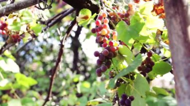 Sonbahar hasadında üzüm bağlarında olgun üzümler. Sonbahar hasadında üzüm bağlarında olgun üzümler