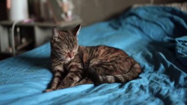 Kızıl Kedi Yatağın Üzerinde Yatıyor. Bir kedi rahat bir şekilde yatağın üstünde dinleniyor.