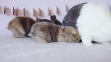 Anneleri masada olan şirin Paskalya tavşanları. Paskalya tatili konsepti.
