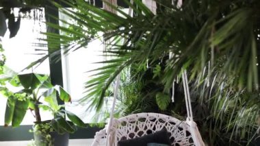 Salon içinde bir hamak sandalyesi, yeşil bir tropikal ev bitkisi, oturma odasında rahatlatıcı ve huzurlu bir ortam yaratıyor..