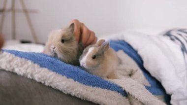 Yatakta sevimli bir tavşan tutan bir adam. Ev hayvanı. Hayvanlara sevgiler. Hayvan bakımı.