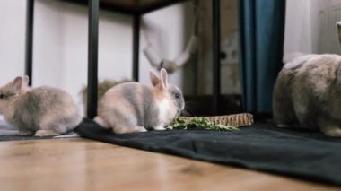 Küçük sevimli tavşancıklar evde yerde koşuşturup oynuyorlar..