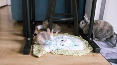 Küçük sevimli tavşancıklar evde yerde koşuşturup oynuyorlar..