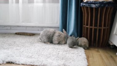 Üç yavru tavşanla birlikte evde oynayan sevimli bir anne. Hayvan ailesi konsepti. Paskalya tavşanı aile tavşanları..