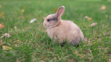 Sağlıklı, sevimli paskalya tavşanı, doğa arka planında ot yiyor. Şirin tüylü tavşanlar kokluyor, etrafa bakınıyor, doğada güzel parlak gözlü sevimli memeliler. Paskalya gününün sembolü.