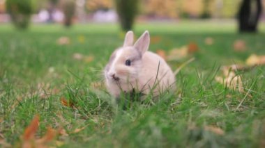 Sağlıklı, sevimli paskalya tavşanı, doğa arka planında ot yiyor. Şirin tüylü tavşanlar kokluyor, etrafa bakınıyor, doğada güzel parlak gözlü sevimli memeliler. Paskalya gününün sembolü.