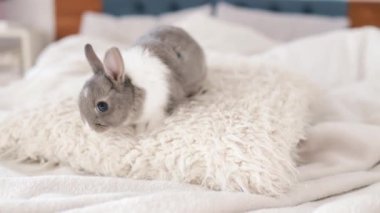 Yataktaki yavru tavşanlar dinleniyor. Evin içinde battaniyede sevimli hayvanlar var. Paskalya tatili