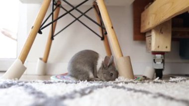 Yavru tavşan evin zemininde oynuyor. Sevimli tavşan rahatlıyor. Tavşan kavramı evcil hayvan ya da evcil hayvandır. Odadaki yumuşak halıda şirin bir tavşan..