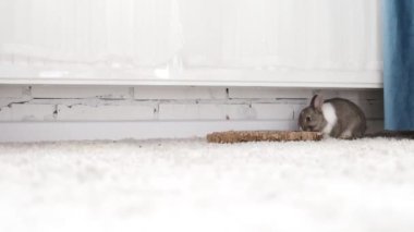 Yavru tavşan evin zemininde oynuyor. Sevimli tavşan rahatlıyor. Tavşan kavramı evcil hayvan ya da evcil hayvandır. Odadaki yumuşak halıda şirin bir tavşan..