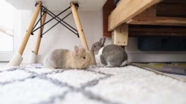 Yavru tavşan evin zemininde oynuyor. Sevimli tavşan rahatlıyor. Tavşan kavramı evcil hayvan ya da evcil hayvandır. Odadaki yumuşak halıda şirin bir tavşan..