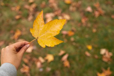 Akçaağaç, sonbahar mevsiminde elle tutulur..