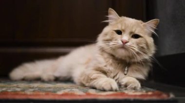 Kızıl kedi halının üzerinde dinleniyor, yavaş yavaş gözlerini açıyor. Kedi rahatlık ve rahatlık yayar, büyüleyici özelliklerini ve yumuşak kürkünü vurgular.