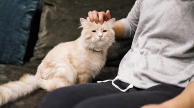 Oturma odasında kanepede oturan evcil kedi. Evcil bir hayvan. Asyalı kadın zencefilli kedi yavrusunu yakından okşuyor. Tüylü soylu hayvan rahatlıyor ve mırıldıyor. Küçük dostlar..