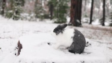 Evcil bir tavşan etrafını derin karlarla kaplıyor..