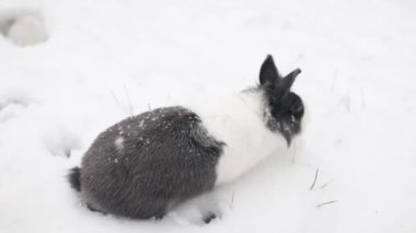Evcil bir tavşan etrafını derin karlarla kaplıyor..