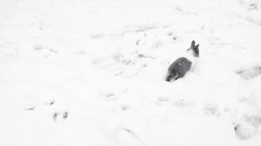 Evcil bir tavşan etrafını derin karlarla kaplıyor..