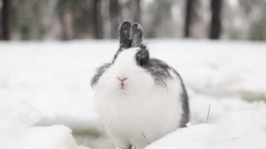 Evcil bir tavşan etrafını derin karlarla kaplıyor..