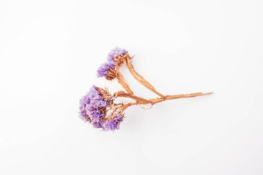 Kurumuş çiçekler, mor kurumuş, statik, beyaz masadaki kasipa, seçici odak.