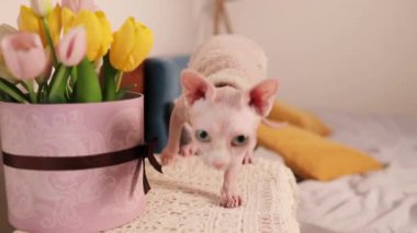 Evde laleleri koklayan tüysüz Sphynx kedisi. Masadaki Sphynx kedisi. Kedi ev hayvanı..