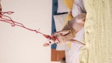 Yatak odasındaki battaniye çarşafıyla oynayan dikey video şakacı sfenks kedisi. sevimli evcil hayvan oyunları, komik ağızlık, avcılık.