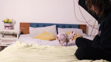Genç kız rahat bir evde küçük sfenks kedisiyle yatakta oynuyor. Kel bir kedi içeride bir oyuncakla oynuyor. Meraklı kedi yavrusuyla el oyunu. Komik video. Evcil hayvan arkadaşlığı kavramı.