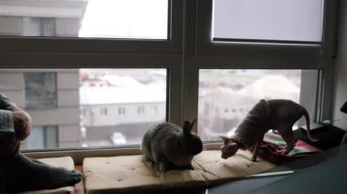 Sphynx kedisi evdeki pencere eşiğinde tavşanla oynuyor. Eve yeni evcil hayvan konsepti ya da çoklu evcil hayvan tanıtımı getir. 