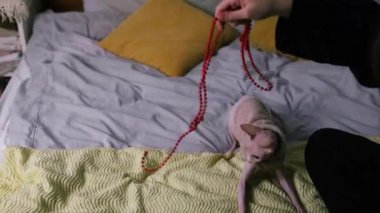 Küçük sfenks kedisi rahat bir evde yatakta oynuyor. Evde boncuklarla oynayan küçük Kanadalı Sphynx kedisi. Evcil hayvan arkadaşlığı kavramı.