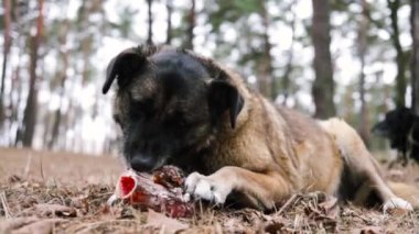 Yaşlı üzgün bir sokak köpeği ormanda çok güçlü bir kemik yiyor. Sokak köpekleri Ukrayna 'da taze kemikleri yiyorlar.