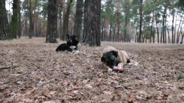 Yaşlı üzgün bir sokak köpeği ormanda çok güçlü bir kemik yiyor. Sokak köpekleri Ukrayna 'da taze kemikleri yiyorlar.