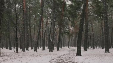Kış ormanlarında kar yavaşça düşüyor, kamera ağaç gövdelerinde yavaşça ilerliyor..