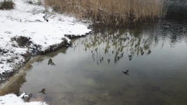 Avrupa 'da kışın yabani güvercinler, kış mevsiminde şehir parkında göl kenarında yemek yiyen güvercinler.