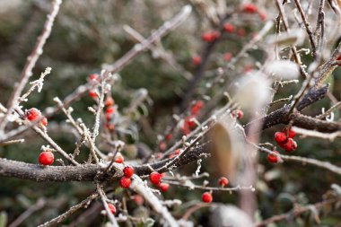 Siste dondurucu bir kış sabahı. ilk don ve bitkilerin üzerinde süzülen don.