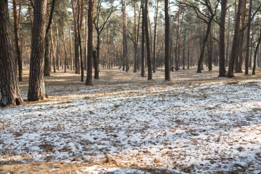 Kış geldi. İlk kar donması. Sabah yürüyüşü, kar, buz, orman. İlk karlı ormanda çam ağaçları. 