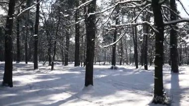 Ağaçlardan eriyen karların düştüğü bir ormanda büyüleyici bir kış sahnesi. Güzel altın güneşin önünde, yavaş çekim görüntüleriyle. 