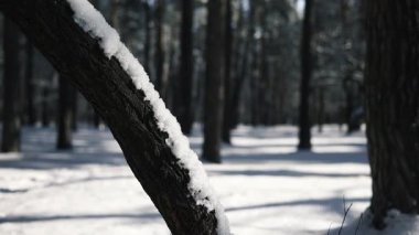 Kış geldi. İlk kar donması. Sabah yürüyüşü, kar, buz, orman. İlk karlı ormanda çam ağaçları.